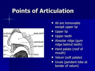Points of Articulation All are immovable except upper lip Upper lip Upper teeth Alveolar ridge (gum ridge behind teeth) Hard palate (roof of mouth) Velum (soft palate) Uvula (pendant lobe at border of velum) 