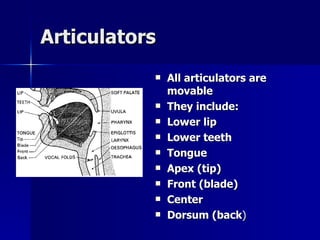 Articulators All articulators are movable They include: Lower lip Lower teeth Tongue Apex (tip) Front (blade) Center  Dorsum (back ) 