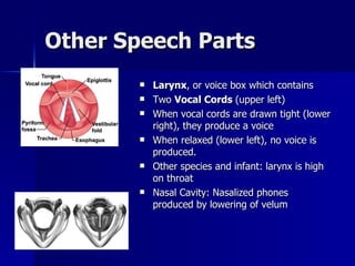 Other Speech Parts Larynx , or voice box which contains Two  Vocal Cords  (upper left) When vocal cords are drawn tight (lower right), they produce a voice When relaxed (lower left), no voice is produced. Other species and infant: larynx is high on throat Nasal Cavity: Nasalized phones produced by lowering of velum 