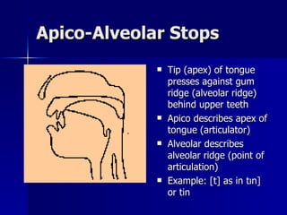 Apico-Alveolar Stops Tip (apex) of tongue presses against gum ridge (alveolar ridge) behind upper teeth Apico describes apex of tongue (articulator) Alveolar describes alveolar ridge (point of articulation) Example: [t] as in tın] or tin 