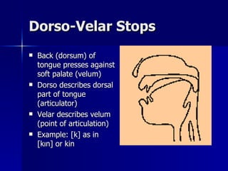 Dorso-Velar Stops Back (dorsum) of tongue presses against soft palate (velum) Dorso describes dorsal part of tongue (articulator) Velar describes velum (point of articulation) Example: [k] as in [kın] or kin 