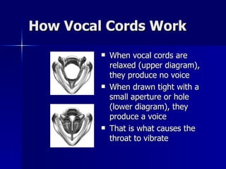 How Vocal Cords Work When vocal cords are relaxed (upper diagram), they produce no voice When drawn tight with a small aperture or hole (lower diagram), they produce a voice That is what causes the throat to vibrate 