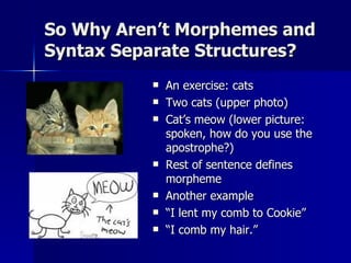 So Why Aren’t Morphemes and Syntax Separate Structures? An exercise: cats Two cats (upper photo) Cat’s meow (lower picture: spoken, how do you use the apostrophe?) Rest of sentence defines morpheme Another example “ I lent my comb to Cookie” “ I comb my hair.” 