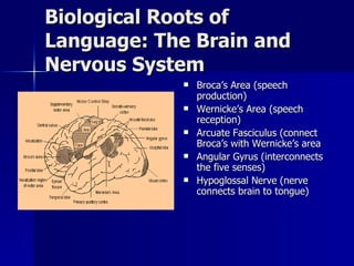 Biological Roots of Language: The Brain and Nervous System Broca’s Area (speech production) Wernicke’s Area (speech reception) Arcuate Fasciculus (connect Broca’s with Wernicke’s area Angular Gyrus (interconnects the five senses)  Hypoglossal Nerve (nerve connects brain to tongue)  