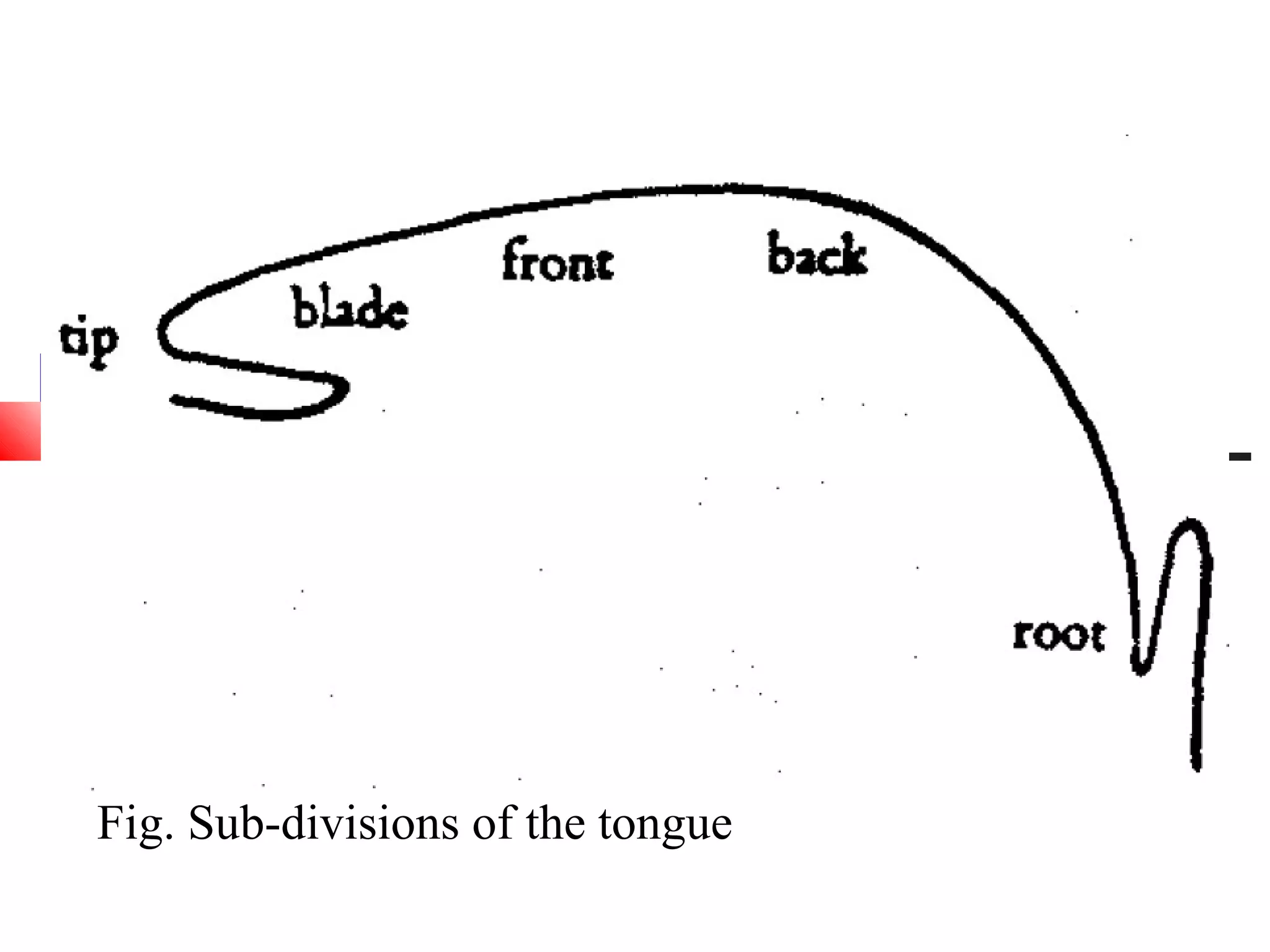 Fig. Sub-divisions of the tongue
 