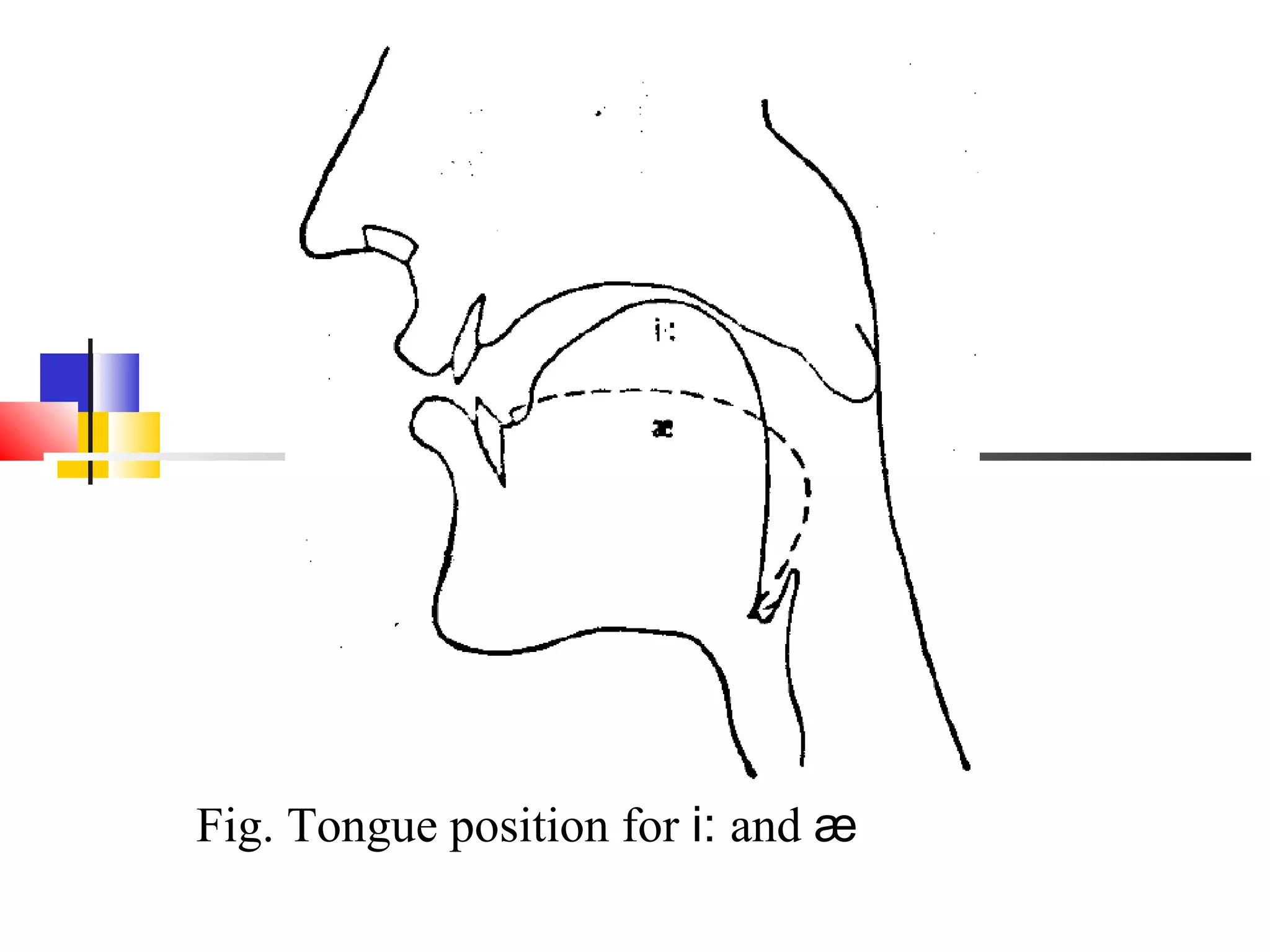 Fig. Tongue position for i: and æ
 