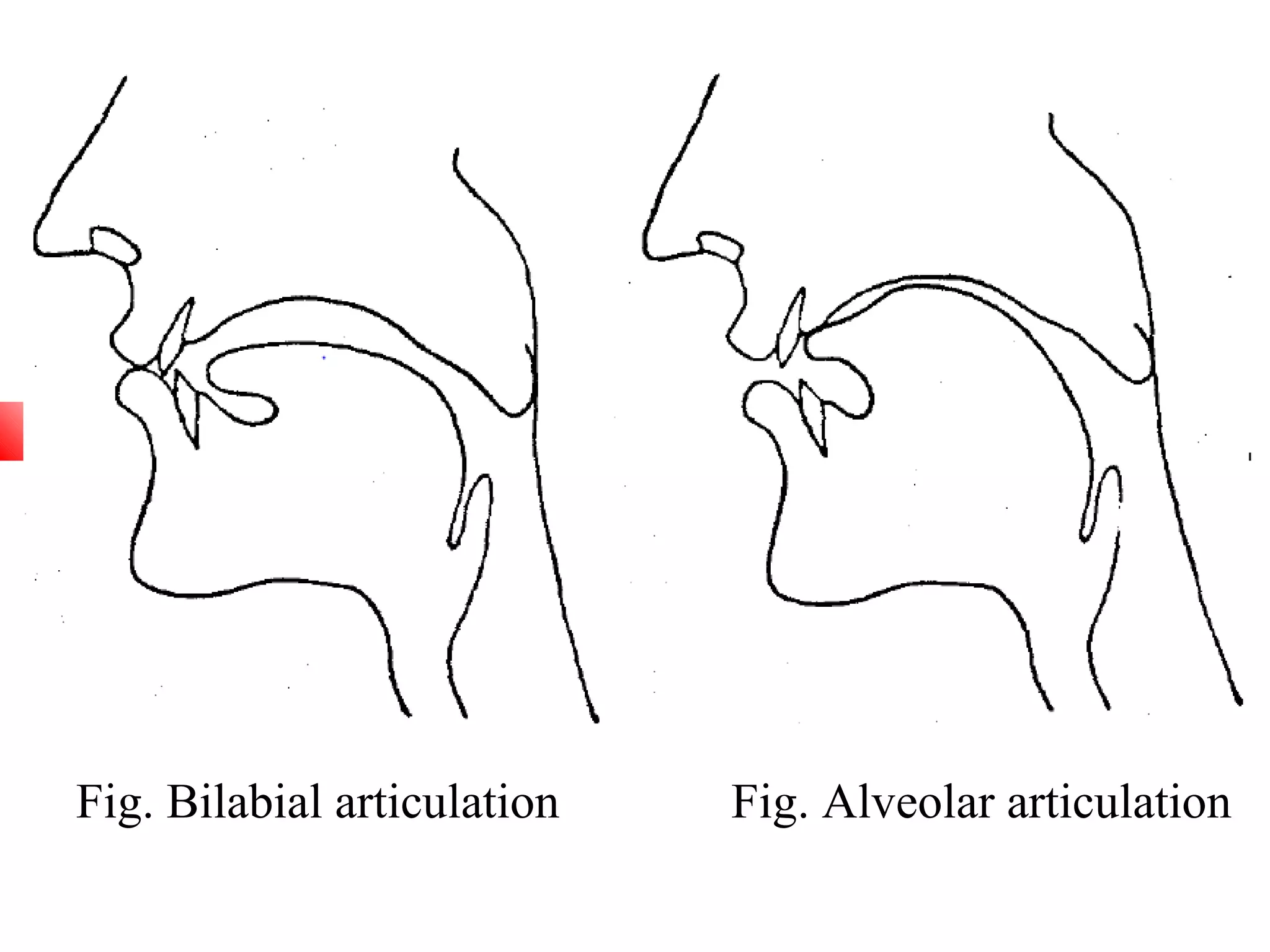 Fig. Bilabial articulation   Fig. Alveolar articulation
 
