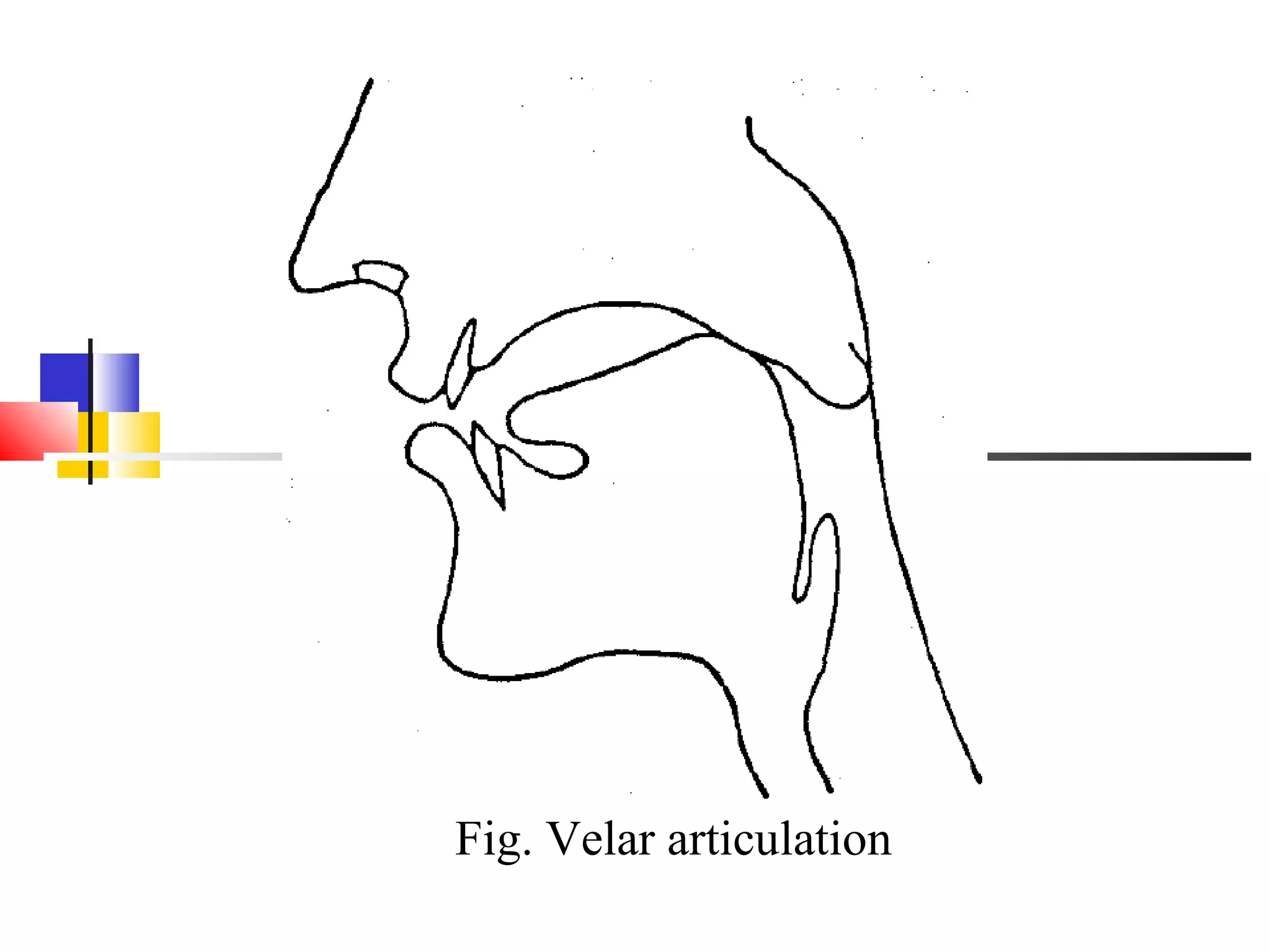 Fig. Velar articulation
 