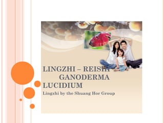LINGZHI – REISHI
GANODERMA
LUCIDIUM
Lingzhi by the Shuang Hor Group
 