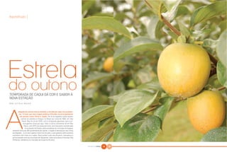 hortifrúti |




TEMPORADA DE CAQUI DÁ COR E SABOR À
NOVA ESTAÇÃO
POR LETÍCIA ROCHA



          chegada do outono marca também a entrada do caqui nas pratelei-
           ras. A fruta, que tem origem asiática, difundiu-se principalmente
            em países como China e Japão. De lá se espalhou pelos quatro
             cantos do planeta e chegou no Brasil por volta de 1890, em São
               Paulo. Mas foi só em 1920, com a imigração japonesa, que a cul-
                tura ganhou força por aqui. Hoje o cultivo concentra-se em São
                  Paulo, com 92% da produção total, com boa parte centralizada
                                                                                     FOTOS | GUILHERME ANDRADE




                   no sudoeste do Estado, pelos arredores do município de Itapeva,
  distante cerca de 300 quilômetros da capital. A região é famosa por seu clima
  privilegiado – é um dos lugares mais frios do país, o que garante safra extensa
  e produto com mais cor e sabor. Para conferir tudo isso de perto, colocamos o
  pé na estrada rumo ao município de Taquarivaí, onde se localiza a Fazenda Três
  Pinheiros, referência no mercado de frutas há 40 anos.


                                                                                                                 NATURAL DA TERRA   14   15
 