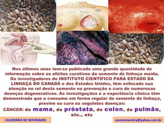 Nos últimos anos tem-se publicado uma grande quantidade de informação sobre os efeitos curativos da semente de linhaça moída. Os investigadores do INSTITUTO CIENTÍFICO PARA ESTADO DA LINHAÇA DO CANADÁ e dos Estados Unidos, têm enfocado sua atenção no rol desta semente na prevenção e cura de numerosas doenças degenerativas. As investigações e a experiência clínica têm demonstrado que o consumo em forma regular de semente de linhaça, previne ou cura as seguintes doenças: CÂNCER:  de  mama , de  próstata , de  colon , de  pulmão , etc., etc CALDEIRÃO DE NOVIDADES [email_address] 