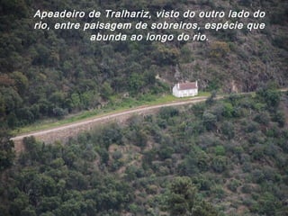 Apeadeiro de Tralhariz, visto do outro lado do
rio, entre paisagem de sobreiros, espécie que
abunda ao longo do rio.
 