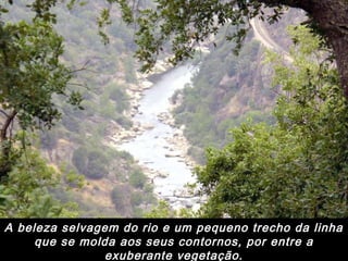 A beleza selvagem do rio e um pequeno trecho da linha
que se molda aos seus contornos, por entre a
exuberante vegetação.
 