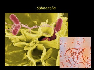 Salmonella
 