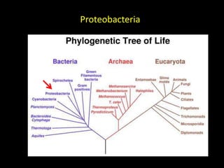 Proteobacteria
 