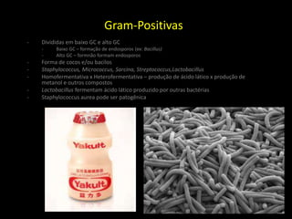 Gram-Positivas
- Divididas em baixo GC e alto GC
- Baixo GC – formação de endosporos (ex: Bacillus)
- Alto GC – formnão formam endosporos
- Forma de cocos e/ou bacilos
- Staphylococcus, Micrococcus, Sarcina, Streptococcus,Lactobacillus
- Homofermentativa x Heterofermentativa – produção de ácido lático x produção de
metanol e outros compostos
- Lactobacillus fermentam ácido lático produzido por outras bactérias
- Staphylococcus aurea pode ser patogênica
 