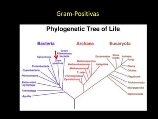 Gram-Positivas
 