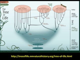 http://treeoflife.nmnaturalhistory.org/tree-of-life.html
 