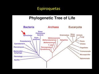 Espiroquetas
 