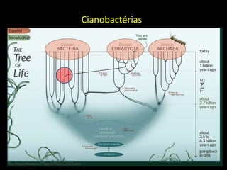 Cianobactérias
 