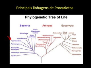 Principais linhagens de Procariotos
 