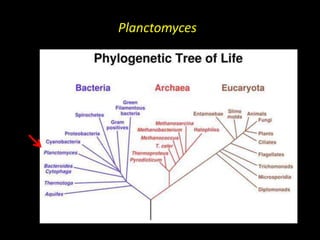 Planctomyces
 