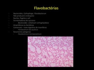 Flavobactérias
- Bacteroides, Cythophaga, Flavobacterum
- Não produzem endosporo
- Bacilos, flagelos e pili
- Fermentadoras de açúcares
- ´ Bacteroides sintetizam esfingolipídeos
- Anaeróbicas ou Aeróbicas
- Comensais – trato digestivo de mamíferos
- Flavobacterum são aquáticas
- Raramente patógenas
- Flavobacterium meningosepticum
 