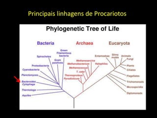 Principais linhagens de Procariotos
 