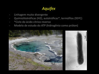 Aquifex
- Linhagem muito divergente
- Quimiolitotróficas (H2), autotróficas*, termófilas (95ºC)
- *Ciclo do ácido cítrico reverso
- Modelo de estudo do ATP (hidrogênio como próton)
 
