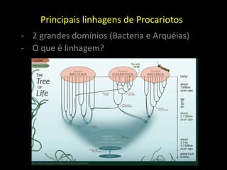 Principais linhagens de Procariotos
- 2 grandes domínios (Bacteria e Arquéias)
- O que é linhagem?
 