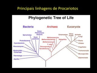 Principais linhagens de Procariotos
 