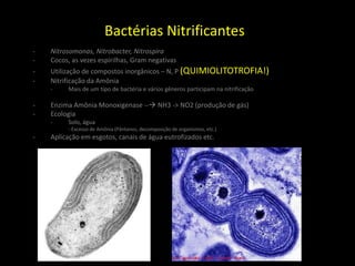 Bactérias Nitrificantes
- Nitrosomonas, Nitrobacter, Nitrospira
- Cocos, as vezes espirilhas, Gram negativas
- Utilização de compostos inorgânicos – N, P (QUIMIOLITOTROFIA!)
- Nitrificação da Amônia
- Mais de um tipo de bactéria e vários gêneros participam na nitrificação
- Enzima Amônia Monoxigenase -- NH3 -> NO2 (produção de gás)
- Ecologia
- Solo, água
- Excesso de Amônia (Pântanos, decomposição de organismos, etc.)
- Aplicação em esgotos, canais de água eutrofizados etc.
 