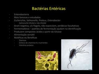 Bactérias Entéricas
- Enterobacteria
- Mais famosas e estudadas
- Escherichia, Salmonella, Proteus, Enterobacter
- Salmonella tifoidal e não tifoidal
- Gram negativa, c/s flagelo, não esporulam, aeróbicas facultativas
- Fermentadoras – padrões de fermentação ajudam na identificação
- Produzem compostos ácidos a partir da Glicose
- Alimentação versátil
- Maléficas ou Benéficas
- Doenças
- Síntese de vitamina K e nutrientes
- Intestino anóxico
 