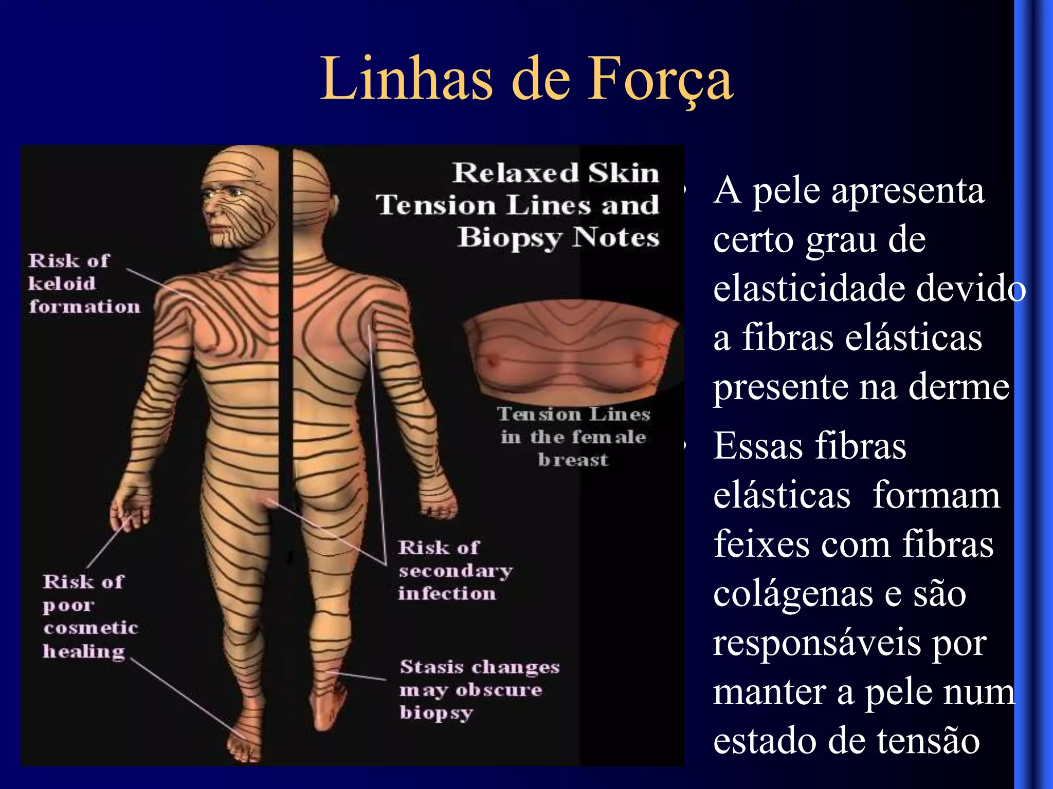 Linhas de Força de Langers.pptx