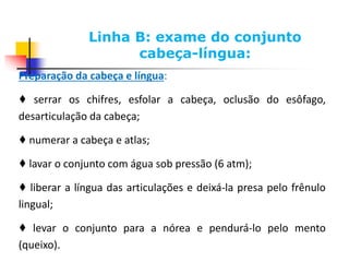 Preparação da cabeça e língua:
♦ serrar os chifres, esfolar a cabeça, oclusão do esôfago,
desarticulação da cabeça;
♦ numerar a cabeça e atlas;
♦ lavar o conjunto com água sob pressão (6 atm);
♦ liberar a língua das articulações e deixá-la presa pelo frênulo
lingual;
♦ levar o conjunto para a nórea e pendurá-lo pelo mento
(queixo).
Linha B: exame do conjunto
cabeça-língua:
 