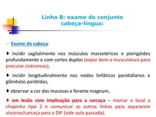 Linha B: exame do conjunto
cabeça-língua:
 Exame da cabeça:
♦ incidir sagitalmente nos músculos massetéricos e pterigóides
profundamente e com cortes duplos (expor bem a musculatura para
procurar cisticercos),
♦ incidir longitudinalmente nos nodos linfáticos parotidianos e
glândulas parótidas,
♦ observar a cor das mucosas e forame magnum,
♦ em lesão com implicação para a carcaça – marcar o local a
chapinha tipo 2 e comunicar as outras linhas para separarem
vísceras/carcaça para o DIF (vide aula passada).
 