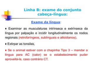 Exame da língua:
♦ Examinar as musculaturas intrínseca e extrínseca da
língua por palpação e incidir longitudinalmente os nodos
regionais (retrofaríngeos, sublinguais e atloidianos),
♦ Extirpar as tonsilas,
♦ Se o animal estiver com a chapinha Tipo 3 – mandar a
língua para AC (calor) se o estabelecimento puder
aproveitá-la, caso contrário CT.
Linha B: exame do conjunto
cabeça-língua:
 