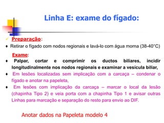  Preparação:
♦ Retirar o fígado com nodos regionais e lavá-lo com água morna (38-40°C)
Exame:
♦ Palpar, cortar e comprimir os ductos biliares, incidir
longitudinalmente nos nodos regionais e examinar a vesícula biliar,
♦ Em lesões localizadas sem implicação com a carcaça – condenar o
fígado e anotar na papeleta,
♦ Em lesões com implicação da carcaça – marcar o local da lesão
(chapinha Tipo 2) e veia porta com a chapinha Tipo 1 e avisar outras
Linhas para marcação e separação do resto para envio ao DIF.
Linha E: exame do fígado:
Anotar dados na Papeleta modelo 4
 