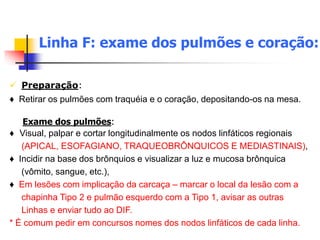  Preparação:
♦ Retirar os pulmões com traquéia e o coração, depositando-os na mesa.
Exame dos pulmões:
♦ Visual, palpar e cortar longitudinalmente os nodos linfáticos regionais
(APICAL, ESOFAGIANO, TRAQUEOBRÔNQUICOS E MEDIASTINAIS),
♦ Incidir na base dos brônquios e visualizar a luz e mucosa brônquica
(vômito, sangue, etc.),
♦ Em lesões com implicação da carcaça – marcar o local da lesão com a
chapinha Tipo 2 e pulmão esquerdo com a Tipo 1, avisar as outras
Linhas e enviar tudo ao DIF.
* É comum pedir em concursos nomes dos nodos linfáticos de cada linha.
Linha F: exame dos pulmões e coração:
 