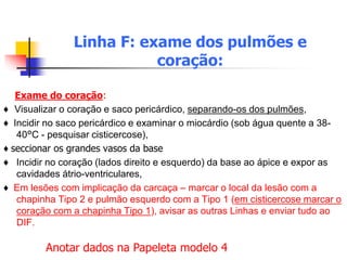 Linha F: exame dos pulmões e
coração:
Exame do coração:
♦ Visualizar o coração e saco pericárdico, separando-os dos pulmões,
♦ Incidir no saco pericárdico e examinar o miocárdio (sob água quente a 38-
40°C - pesquisar cisticercose),
♦ seccionar os grandes vasos da base
♦ Incidir no coração (lados direito e esquerdo) da base ao ápice e expor as
cavidades átrio-ventriculares,
♦ Em lesões com implicação da carcaça – marcar o local da lesão com a
chapinha Tipo 2 e pulmão esquerdo com a Tipo 1 (em cisticercose marcar o
coração com a chapinha Tipo 1), avisar as outras Linhas e enviar tudo ao
DIF.
Anotar dados na Papeleta modelo 4
 