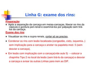 Linha G: exame dos rins:
Preparação:
♦ Após a separação da carcaça em meias-carcaças, liberar os rins da
cápsula e gordura peri-renal e examiná-los por palpação sem tirá-
los da carcaça.
Exame dos rins:
♦ Visualizar os rins e supra renais, cortar só se preciso,
♦ Condenar os rins com lesão localizada (congestão, cisto, isquemia..)
sem implicação para a carcaça e anotar na papeleta mod. 5 (sem
desviar a carcaça),
♦ Em lesão com implicação com a carcaça(vide aula 5) – colocar a
chapinha Tipo 2 no local da lesão (sem tirá-lo da carcaça) e desviar
a carcaça e avisar às outras Linhas para irem ao DIF.
 