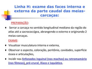 Linha H: exame das faces interna e
externa da parte caudal das meias-
carcaças:
PREPARAÇÃO:
♦ Serrar a carcaça no sentido longitudinal mediano da região do
atlas até a sacrococcígea, abrangendo o esterno e originando 2
meias-carcaças.
EXAME:
♦ Visualizar musculatura interna e externa,
♦ Observar o aspecto, coloração, peritônio, cavidades, superfície
óssea e articulações,
♦ Incidir nos linfonodos inguinal (nos machos) ou retromamário
(nas fêmeas), pré-crural, ilíaco e isquiático,
 