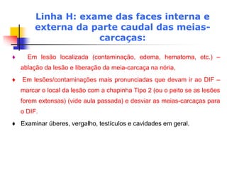 Linha H: exame das faces interna e
externa da parte caudal das meias-
carcaças:
♦ Em lesão localizada (contaminação, edema, hematoma, etc.) –
ablação da lesão e liberação da meia-carcaça na nória,
♦ Em lesões/contaminações mais pronunciadas que devam ir ao DIF –
marcar o local da lesão com a chapinha Tipo 2 (ou o peito se as lesões
forem extensas) (vide aula passada) e desviar as meias-carcaças para
o DIF.
♦ Examinar úberes, vergalho, testículos e cavidades em geral.
 