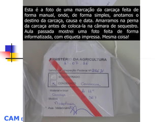 CAM Dra. Cássia Aldrin de Mello
Esta é a foto de uma marcação da carcaça feita de
forma manual, onde, de forma simples, anotamos o
destino da carcaça, causa e data. Amarramos na perna
da carcaça antes de coloca-la na câmara de sequestro.
Aula passada mostrei uma foto feita de forma
informatizada, com etiqueta impressa. Mesma coisa!
 