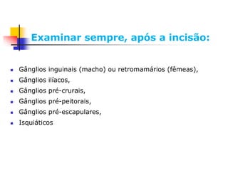 Examinar sempre, após a incisão:
 Gânglios inguinais (macho) ou retromamários (fêmeas),
 Gânglios ilíacos,
 Gânglios pré-crurais,
 Gânglios pré-peitorais,
 Gânglios pré-escapulares,
 Isquiáticos
 