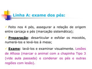 Feito nos 4 pés, assegurar a relação de origem
entre carcaça e pés (marcação sistemática);
 Preparação: desarticular e esfolar os mocotós,
numerá-los e levá-los à mesa;
 Exame: lavá-los e examinar visualmente. Lesões
de Aftosa (marcar o animal com a chapinha Tipo 3
(vide aula passada) e condenar os pés e outras
regiões com lesão).
Linha A: exame dos pés:
 