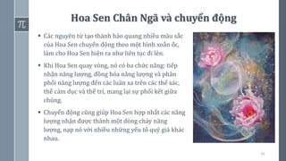 44
Hoa Sen Chân Ngã và chuyển động
▪ Các nguyên tử tạo thành hào quang nhiều màu sắc
của Hoa Sen chuyển động theo một hình xoắn ốc,
làm cho Hoa Sen hiện ra như liên tục đi lên.
▪ Khi Hoa Sen quay vòng, nó có ba chức năng: tiếp
nhận năng lượng, đồng hóa năng lượng và phân
phối năng lượng đến các luân xa trên các thể xác,
thể cảm dục và thể trí, mang lại sự phối kết giữa
chúng.
▪ Chuyển động cũng giúp Hoa Sen hợp nhất các năng
lượng nhận được thành một dòng chảy năng
lượng, nạp nó với nhiều những yếu tố quý giá khác
nhau.
 