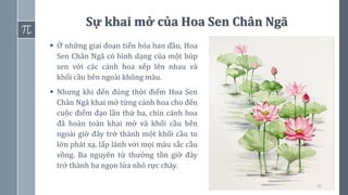 51
Sự khai mở của Hoa Sen Chân Ngã
▪ Ở những giai đoạn tiến hóa ban đầu, Hoa
Sen Chân Ngã có hình dạng của một búp
sen với các cánh hoa xếp lên nhau và
khối cầu bên ngoài không màu.
▪ Nhưng khi đến đúng thời điểm Hoa Sen
Chân Ngã khai mở từng cánh hoa cho đến
cuộc điểm đạo lần thứ ba, chín cánh hoa
đã hoàn toàn khai mở và khối cầu bên
ngoài giờ đây trở thành một khối cầu to
lớn phát xạ, lấp lánh với mọi màu sắc cầu
vồng. Ba nguyên tử thường tồn giờ đây
trở thành ba ngọn lửa nhỏ rực cháy.
 