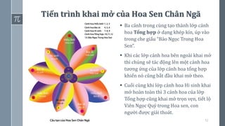 52
Tiến trình khai mở của Hoa Sen Chân Ngã
▪ Ba cánh trong cùng tạo thành lớp cánh
hoa Tổng hợp ở dạng khép kín, úp vào
trong che giấu “Bảo Ngọc Trong Hoa
Sen”.
▪ Khi các lớp cánh hoa bên ngoài khai mở
thì chúng sẽ tác động lên một cánh hoa
tương ứng của lớp cánh hoa tổng hợp
khiến nó cũng bắt đầu khai mở theo.
▪ Cuối cùng khi lớp cánh hoa Hi sinh khai
mở hoàn toàn thì 3 cánh hoa của lớp
Tổng hợp cũng khai mở trọn vẹn, tiết lộ
Viên Ngọc Quý trong Hoa sen, con
người được giải thoát.
 