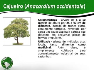 Cajueiro (Anacardium occidentale)

             Características - árvore de 5 a 10
             metros de altura por 25 a 40 cm de
             diâmetro, dotada de tronco curto,
             geralmente tortuoso, revestido por
             casca um pouco áspera e partida que
             descama em pequenas placas de
             formas irregulares.
             Utilidade - planta de múltiplos usos
             locais, tanto alimentar como
             medicinal.      Além       disso,    é
             amplamente         cultivada      para
             aproveitamento industrial de suas
             castanhas.
 